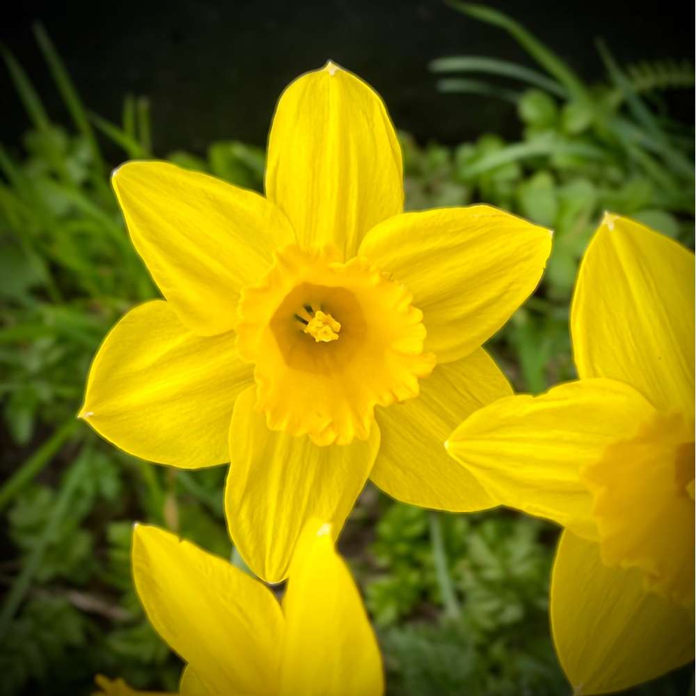 Narcissus 'Dutch Master'